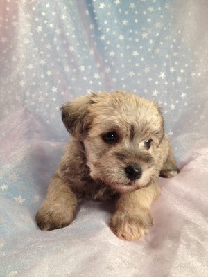 Wheaten Schnoodle Puppies Located in Iowa August 2012 Big Sale